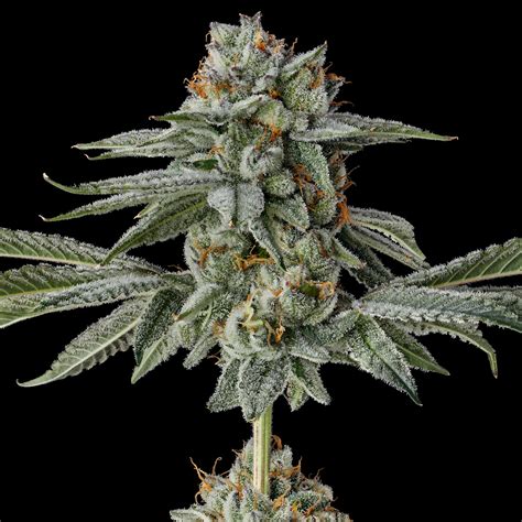 strawberry cherry gelato strain|Strawberry Cherry Gelato Weed Strain Effects & Reviews